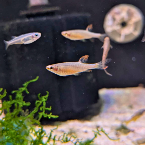 Splash Tetra