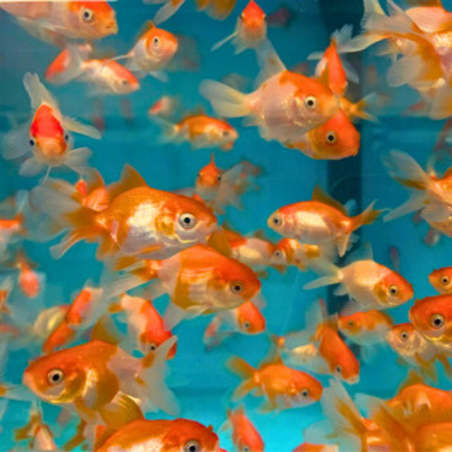 Fantail Goldfish