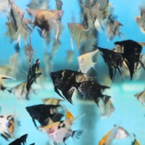 Mixed Angelfish