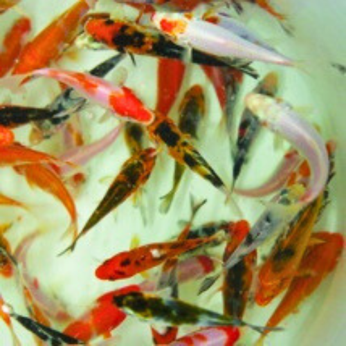 Koi/Butterfly Koi - (7-10cm)
