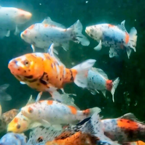 Shubunkin Goldfish
