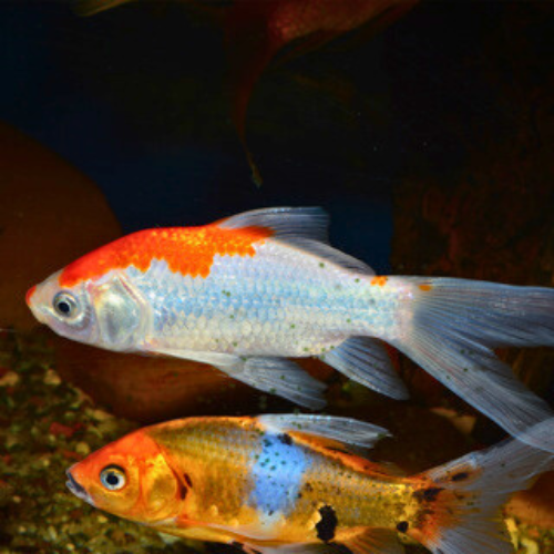 Sarasa Comet Goldfish