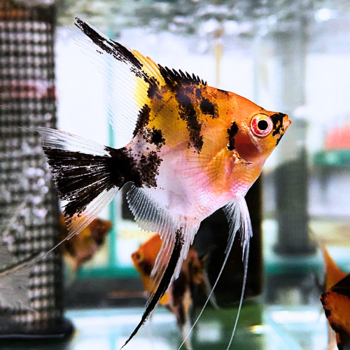Red Devil Angelfish