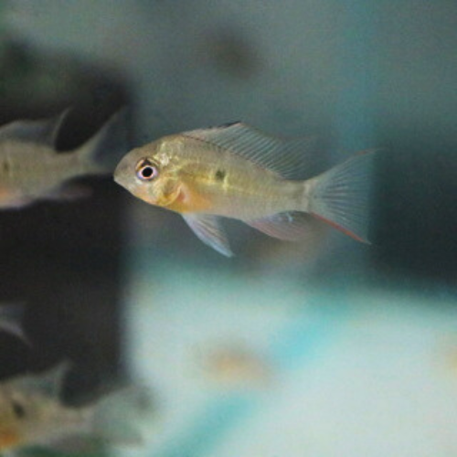 Bolivian Ram