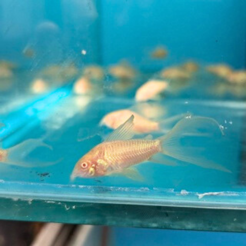 Longfin Peppered Cory