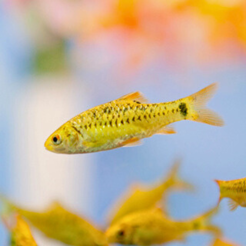 Gold Rosy Barb