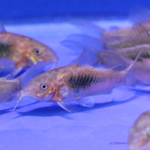 Bronze Corydoras