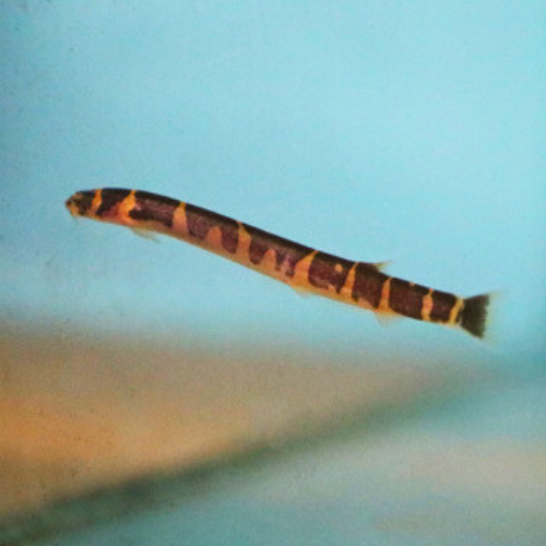 Kuhli Loach