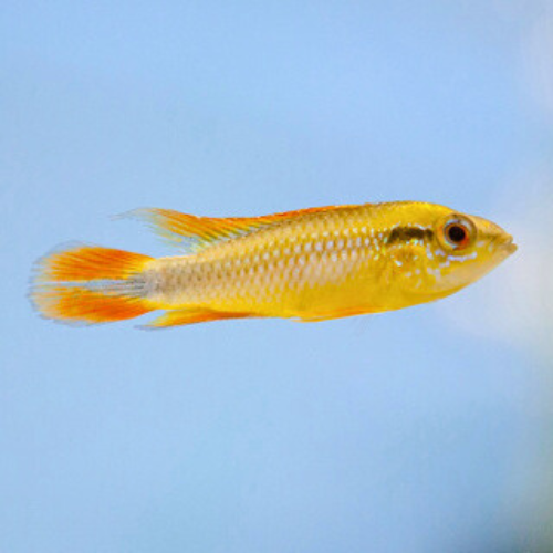 Apistogramma Agassizi Fire Red