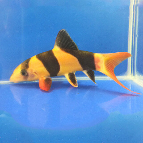 Clown Loach