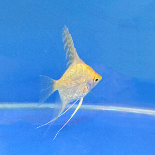 Gold Angelfish