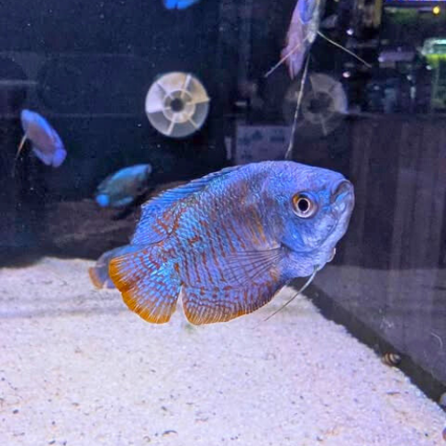 Cobalt Blue Dwarf Gourami