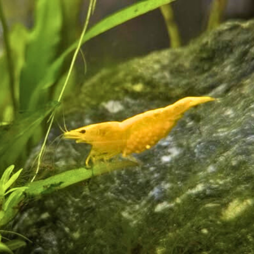 Yellow Shrimp