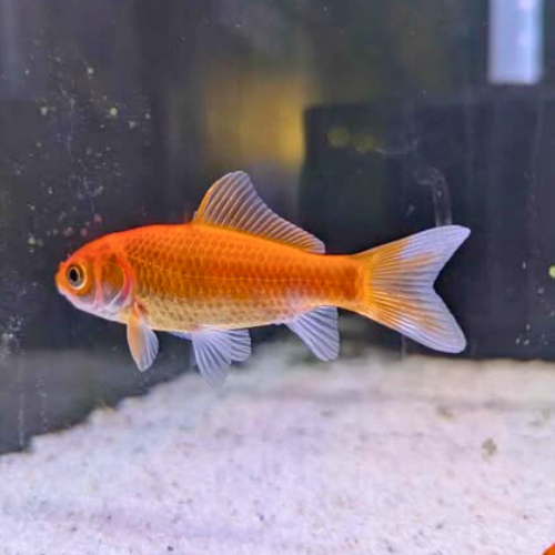 Goldfish