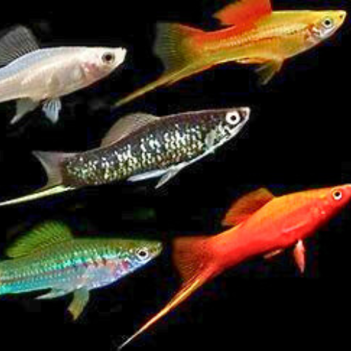 Mixed Swordtail