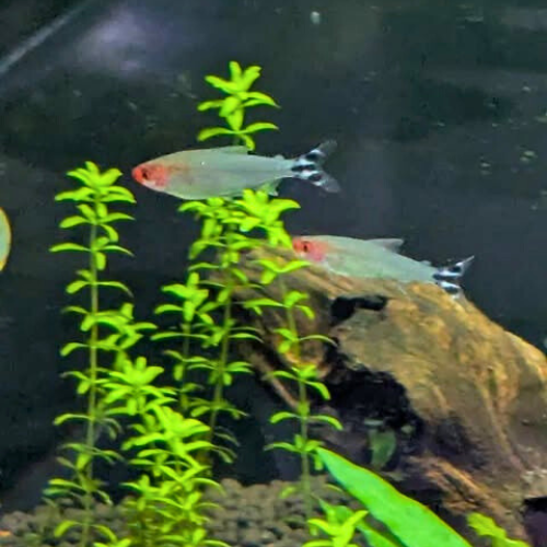 Rummynose Tetra