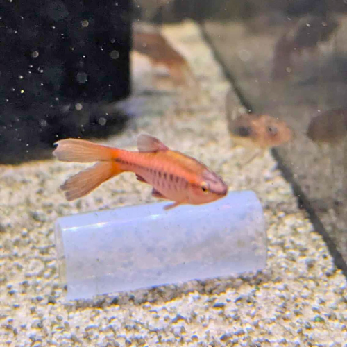 Longfin Cherry Barb