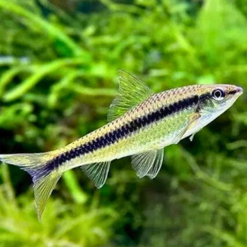 Siamese Algae Eater