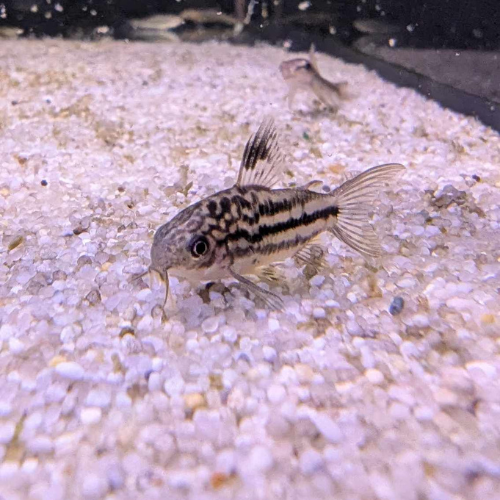 Little Corydoras (Nanus)