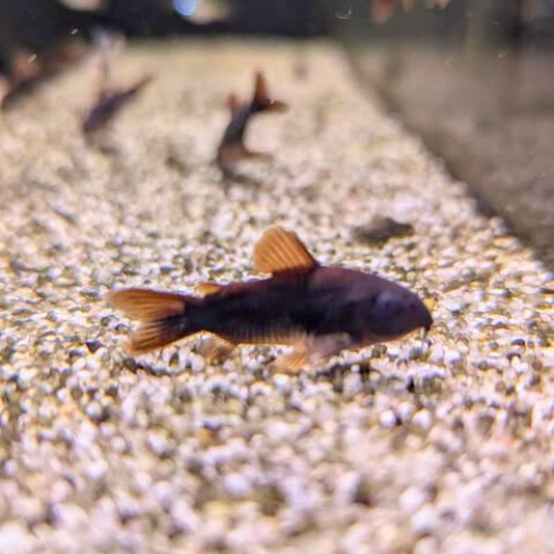 Venezuelan Black Cory