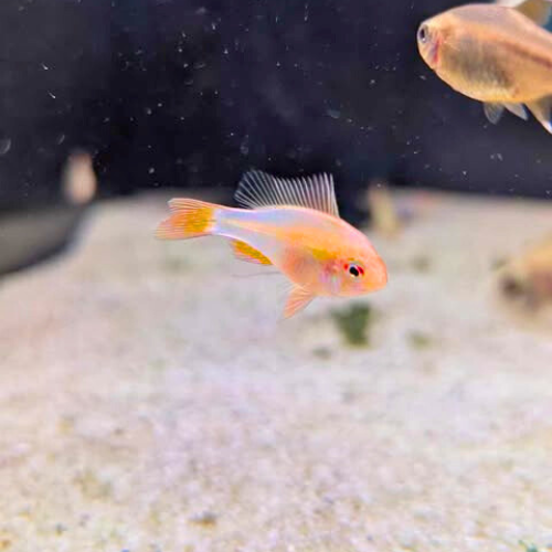 Gold Ram