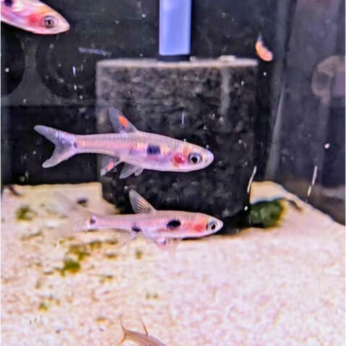Pygmy Rasbora (Maculata)