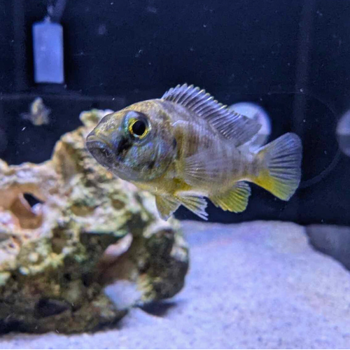 Giraffe Cichlid