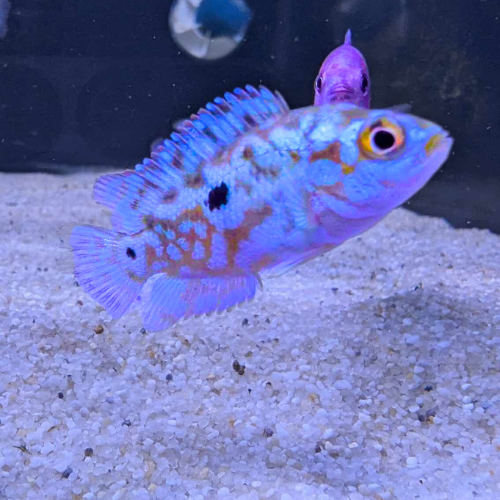 Electric Blue Jack Dempsey Cichlid