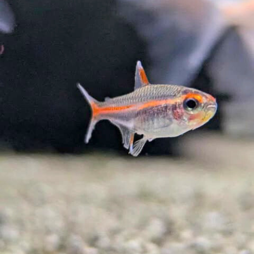 Glowlight Rasbora