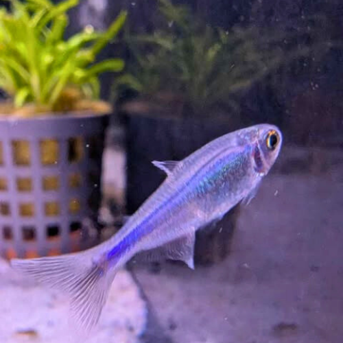 Peruvian Blue Tetra