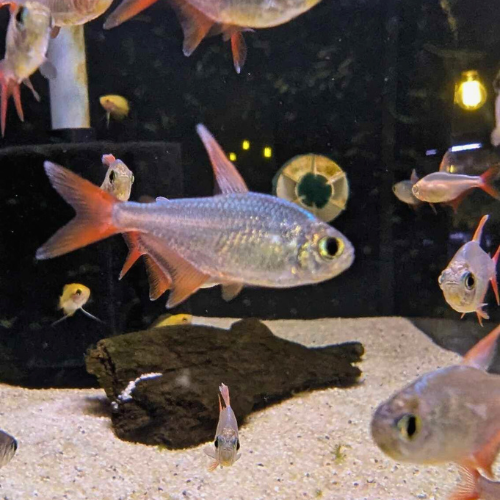 Colombian Red and Blue Tetra