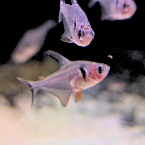 Black Phantom Tetra