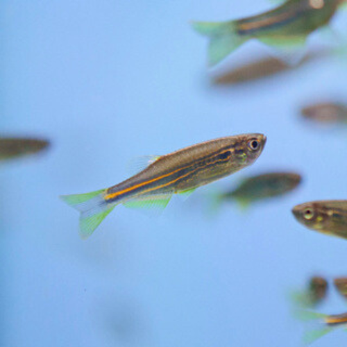 Longfin Leopard Danio