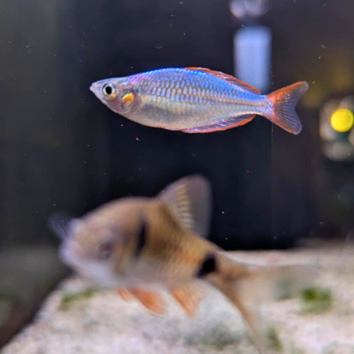 Dwarf Rainbow Praecox