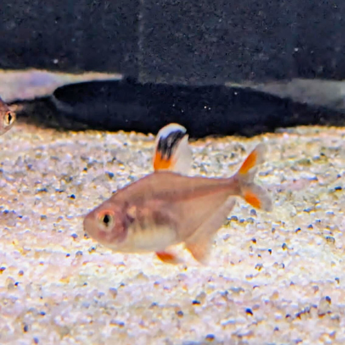 White Tipped Tetra