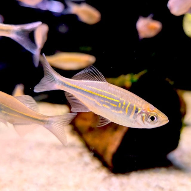 Malabar Giant Danio