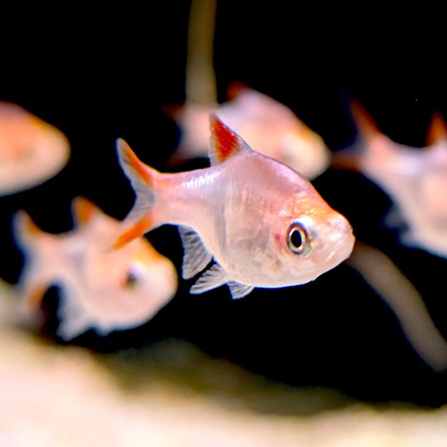Golden Harlequin Rasbora