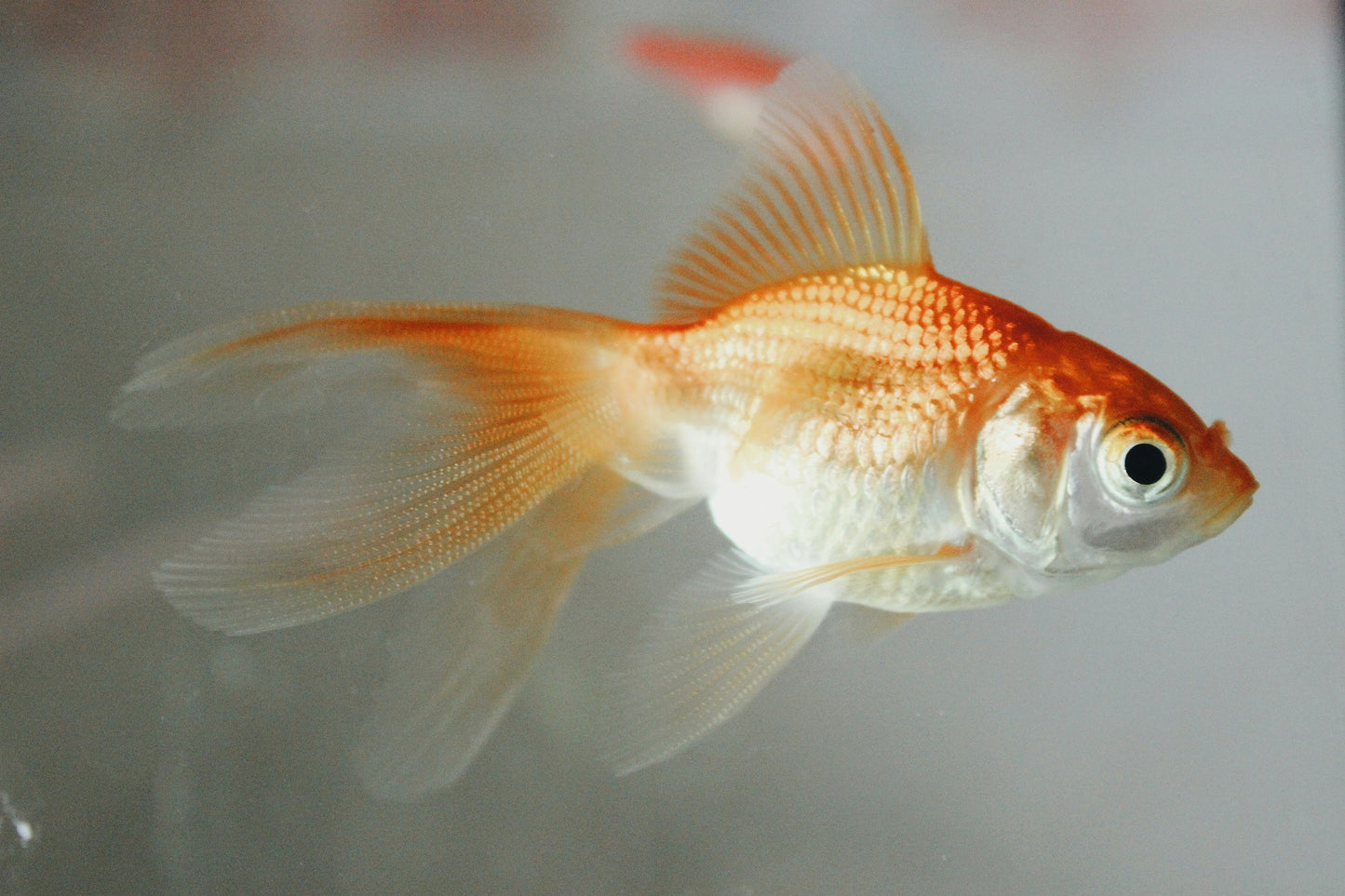 Pond Goldfish 5-7cm