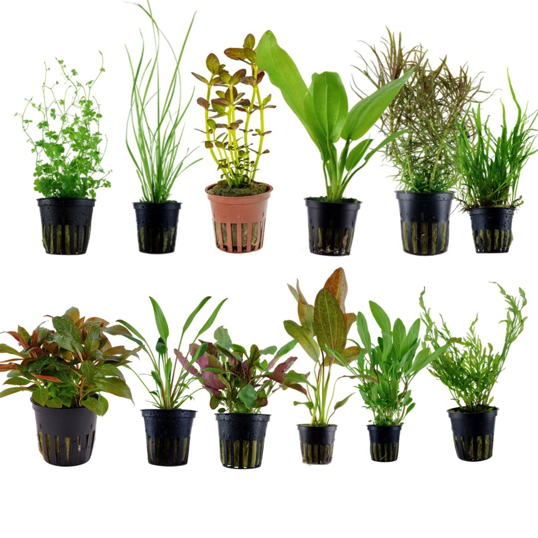 The Best Aquarium Plants Pack – Snuffle and Swim