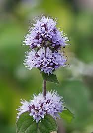 Mentha Aquatica - (Water Mint) 1 ltr