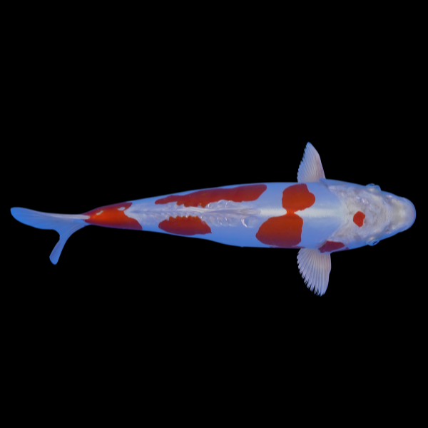Usaki Koi