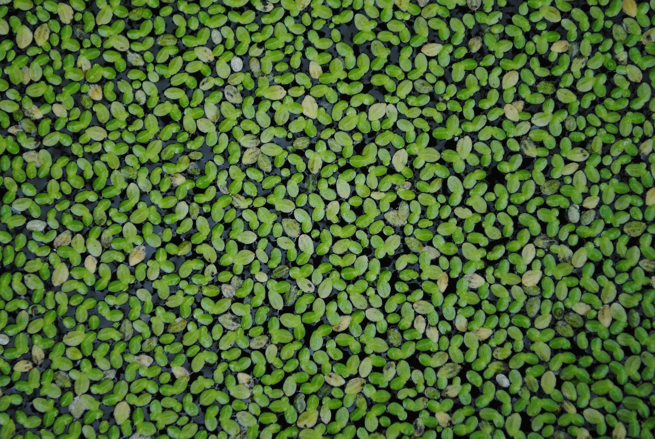 Duckweed