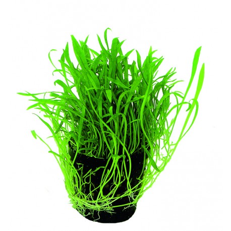 Lileaopsis Novae-Zealandia 5cm pot