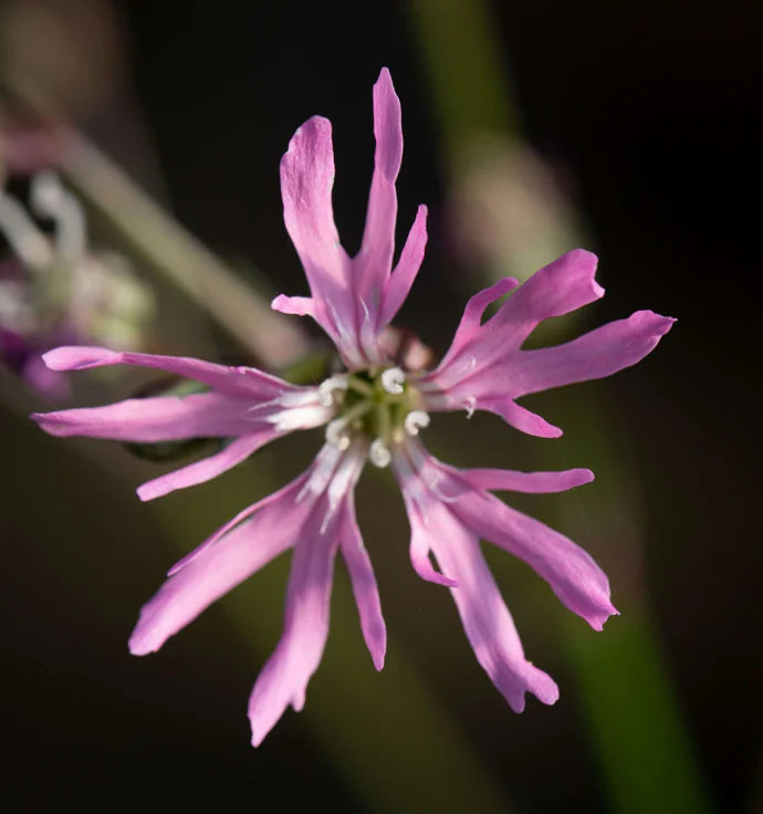 Lychnis flos-cuculi - (Ragged robin) 1ltr