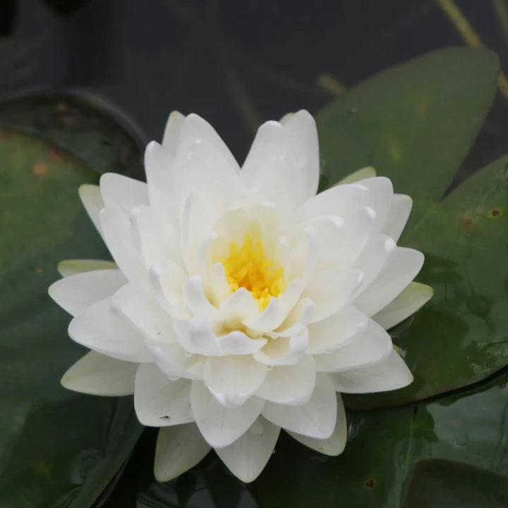 Nymphaea. Gonnere 3 ltr