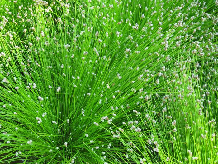Scirpus Cernuus - (Fiber Optic Grass/ Isolepis Cernua) 1 ltr
