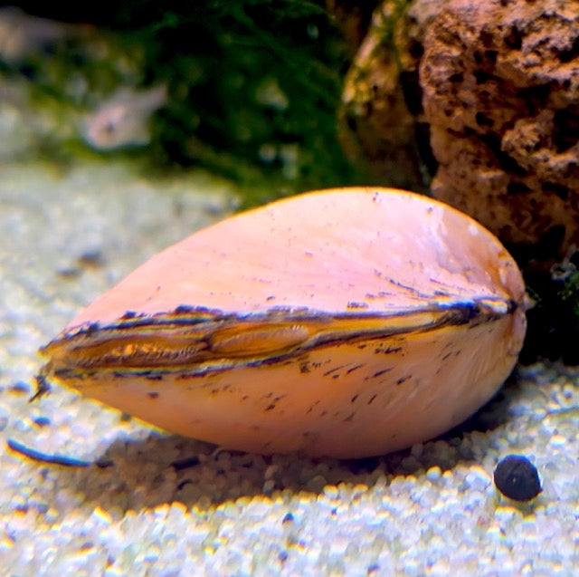 Orange Clam