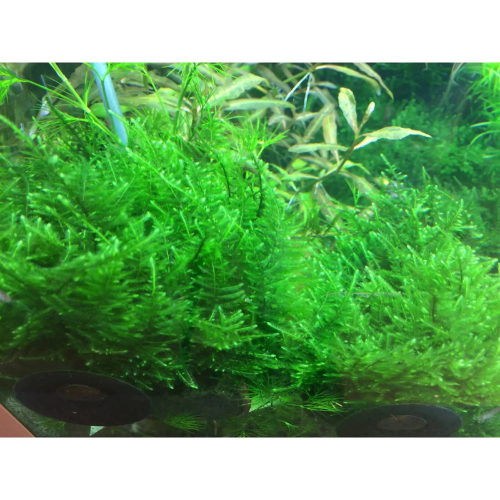 Taiwan Moss