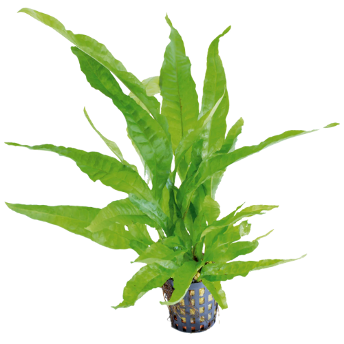 Microsorum Pteropus Greens 5cm pot