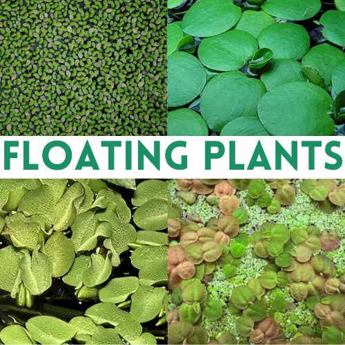 Floating Plant Mix